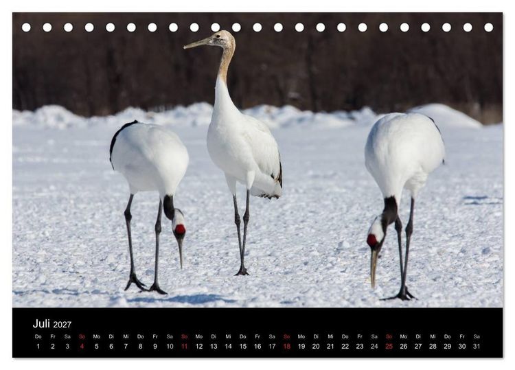 Produktbild: Mandschurenkraniche (Tischkalender 2027 DIN A5 quer), CALVENDO Monatskalender