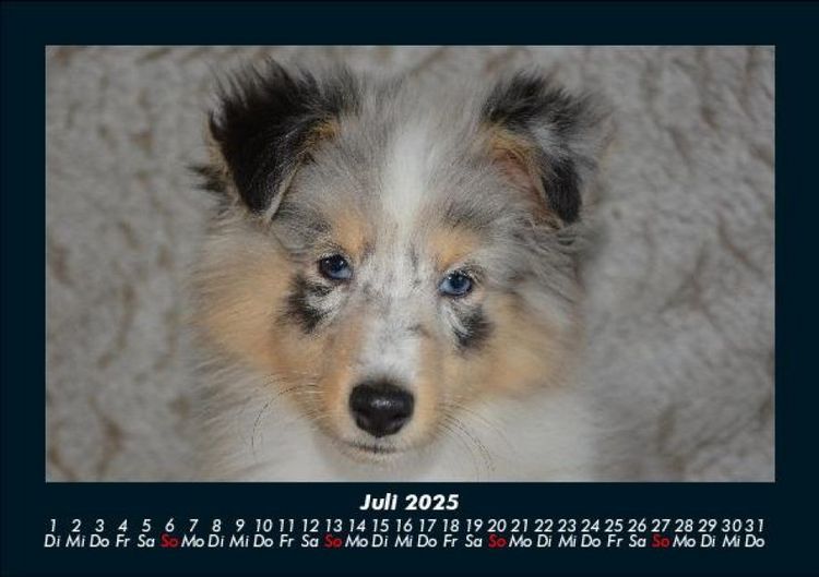 Produktbild: Hunde 2025 Fotokalender DIN A5
