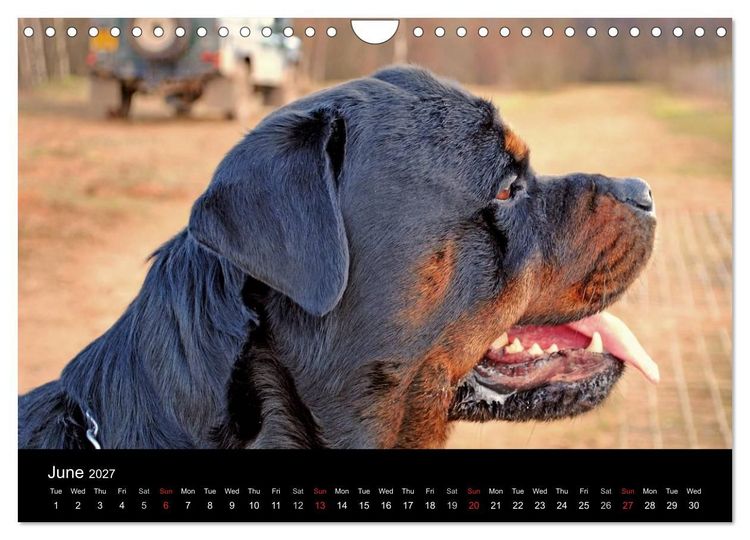 Produktbild: Rottweiler Portait Shots 2027 (Wall Calendar 2027 DIN A4 landscape), CALVENDO 12 Month Wall Calendar