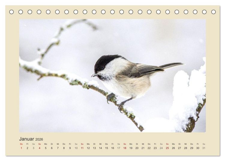 Produktbild: Tiere im Wald. Bezaubernde Begegnungen (Tischkalender 2026 DIN A5 quer), CALVENDO Monatskalender