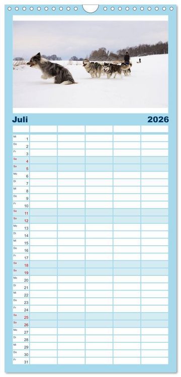 Produktbild: Familienplaner 2026 - Huskies! mit 5 Spalten (Wandkalender, 21 x 45 cm) CALVENDO