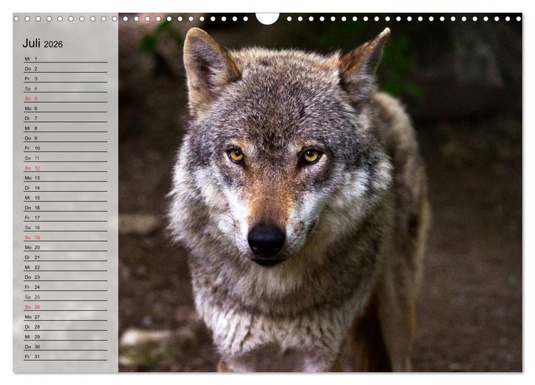 Produktbild: W&ouml;lfe. Graue Eminenzen (Wandkalender 2026 DIN A3 quer), CALVENDO Monatskalender