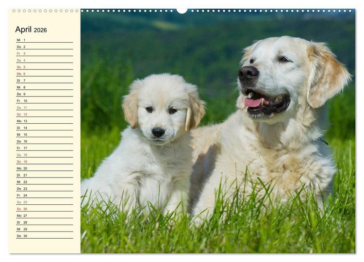 Produktbild: Das Gl&uuml;ck hat einen Namen - Golden Retriever (Wandkalender 2026 DIN A2 quer), CALVENDO Monatskalender