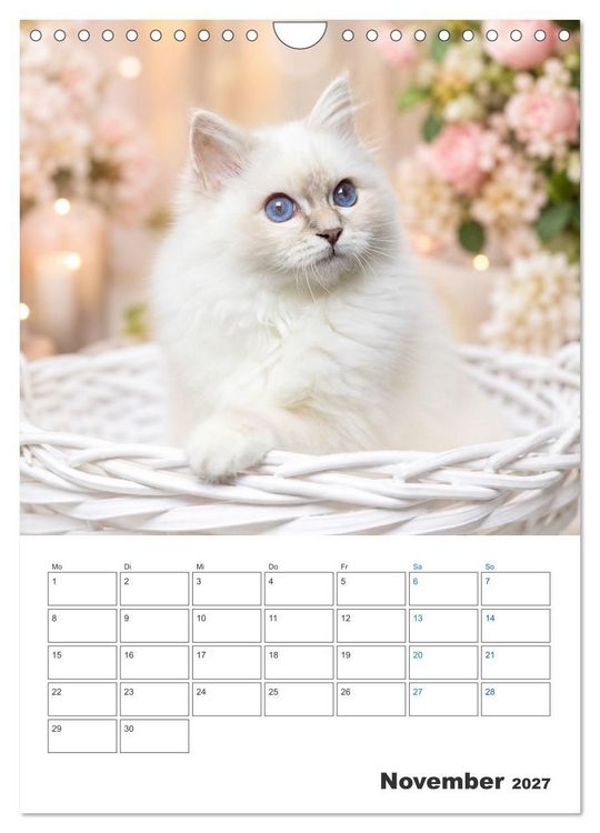 Produktbild: Heilige Birma Kitten Kalender mit Planer (Wandkalender 2027 DIN A4 hoch), CALVENDO Monatskalender