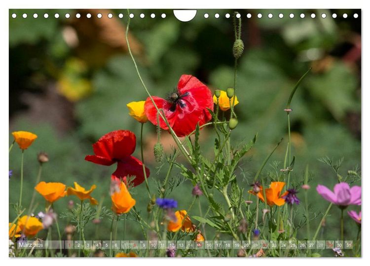 Produktbild: Mohn (Wandkalender 2026 DIN A4 quer), CALVENDO Monatskalender