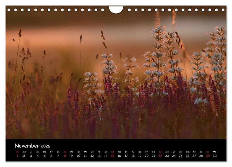 Produktbild: Naturjuwelen - Neusiedler See (Wandkalender 2026 DIN A4 quer), CALVENDO Monatskalender