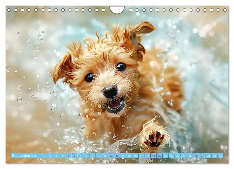 Produktbild: Hunde und Wasser (Wandkalender 2026 DIN A4 quer), CALVENDO Monatskalender