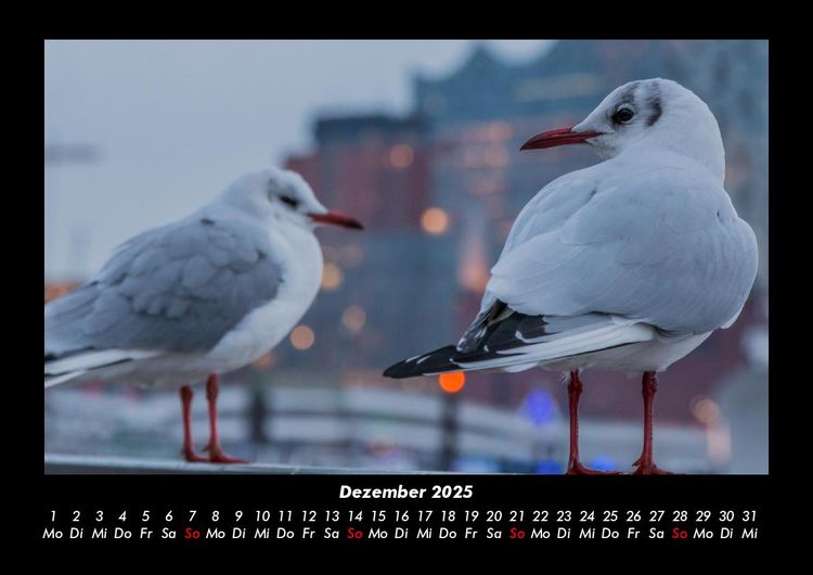 Produktbild: M&ouml;wen 2025 Fotokalender DIN A3