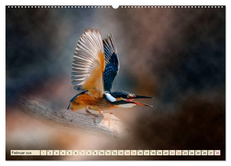 Produktbild: Wundersch&ouml;ner Eisvogel (hochwertiger Premium Wandkalender 2026 DIN A2 quer), Kunstdruck in Hochglanz