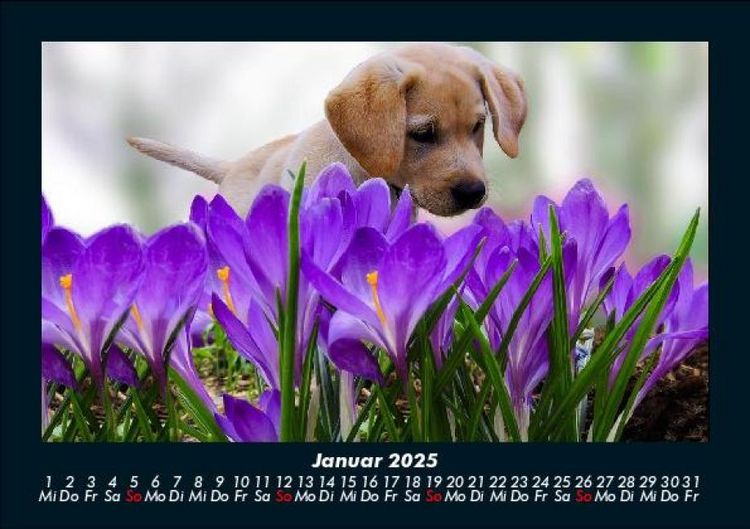 Produktbild: Blumentr&auml;ume 2025 Fotokalender DIN A5