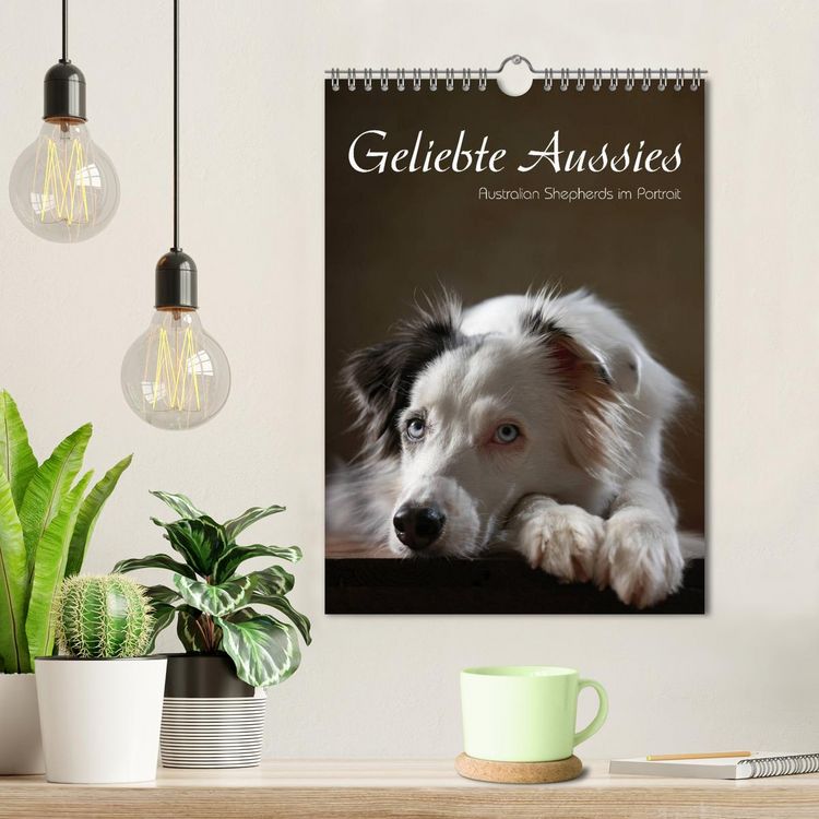 Produktbild: Geliebte Aussies - Australian Shepherds im Portrait (Wandkalender 2026 DIN A4 hoch), CALVENDO Monatskalender