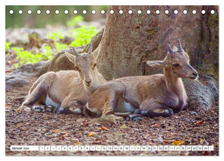 Produktbild: Steinb&ouml;cke - imposante Tiere (Tischkalender 2026 DIN A5 quer), CALVENDO Monatskalender