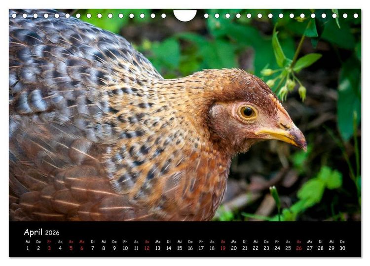 Produktbild: Gartenh&uuml;hner (Wandkalender 2026 DIN A4 quer), CALVENDO Monatskalender