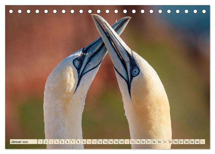 Produktbild: Unsere Vogelvielfalt: Ein Schatz zum Entdecken und Sch&uuml;tzen (Tischkalender 2026 DIN A5 quer), CALVENDO Monatskalender