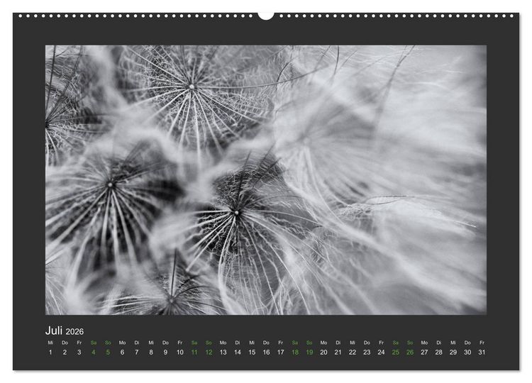Produktbild: Pflanzen in Schwarz und Wei&szlig; (hochwertiger Premium Wandkalender 2026 DIN A2 quer), Kunstdruck in Hochglanz