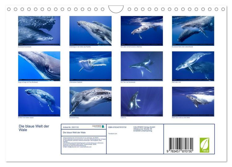 Produktbild: Die blaue Welt der Wale (Wandkalender 2026 DIN A4 quer), CALVENDO Monatskalender