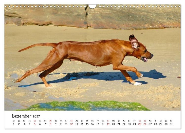 Produktbild: Rhodesian Ridgebacks in Aktion (Wandkalender 2027 DIN A3 quer), CALVENDO Monatskalender