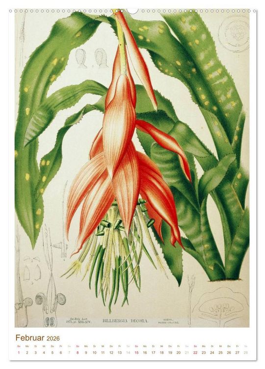 Produktbild: Bl&uuml;ten: Zeichnungen und Stiche aus dem 19. Jahrhundert (hochwertiger Premium Wandkalender 2026 DIN A2 hoch), Kunstdruck in Hochglanz