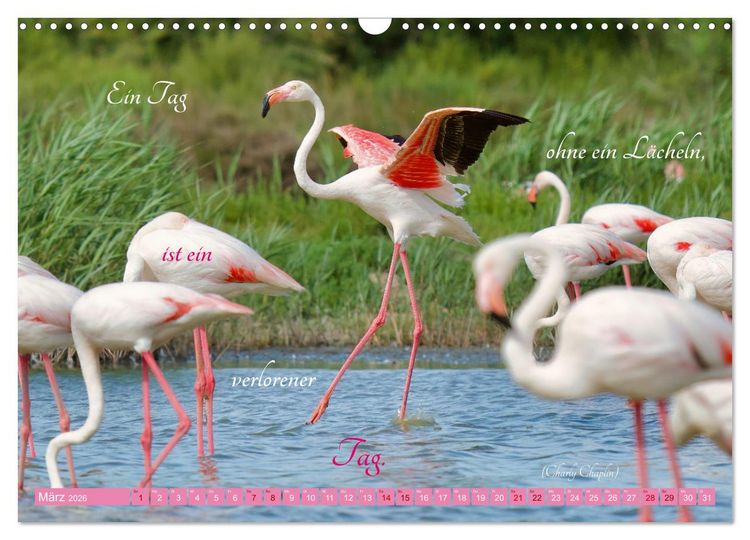 Produktbild: The Power Of Pink (Wandkalender 2026 DIN A3 quer), CALVENDO Monatskalender