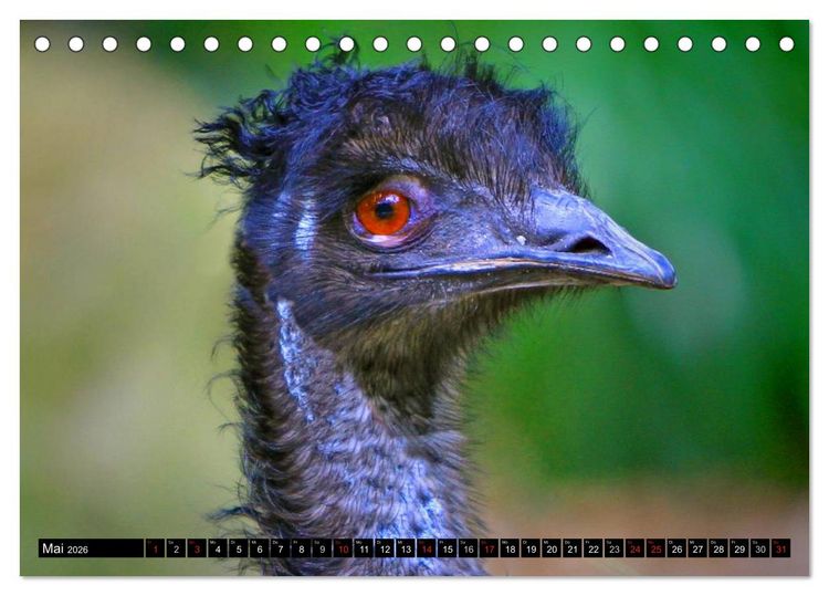 Produktbild: Australiens Tierwelt (Tischkalender 2026 DIN A5 quer), CALVENDO Monatskalender