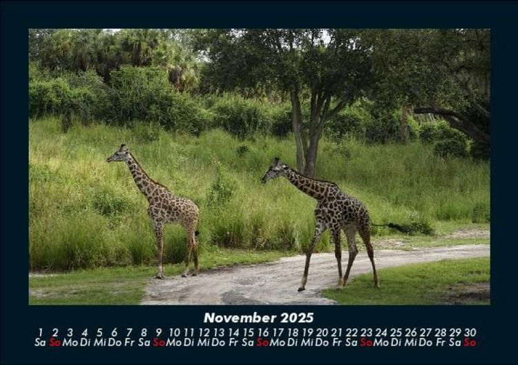 Produktbild: Giraffen 2025 Fotokalender DIN A5
