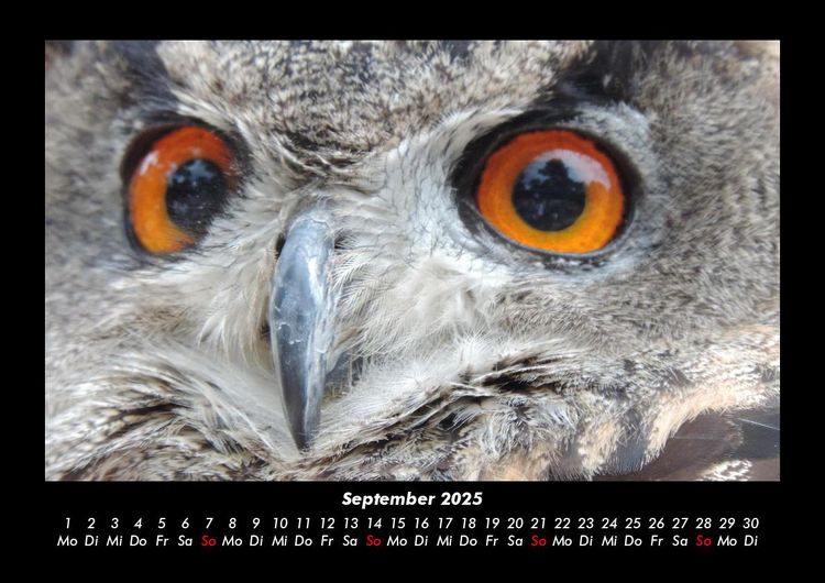 Produktbild: Vogelparadies 2025 Fotokalender DIN A3