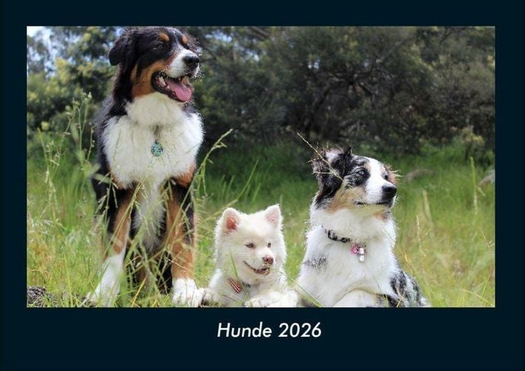 Produktbild: Hunde 2026 Fotokalender DIN A4
