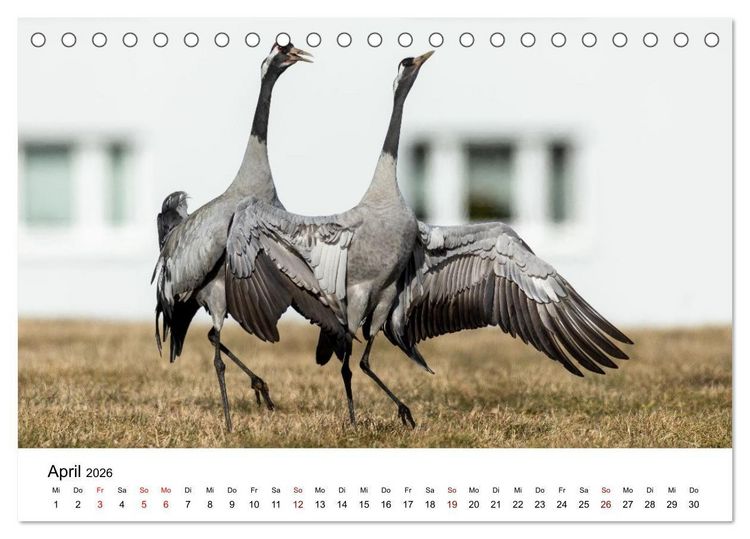 Produktbild: Kraniche im Erzgebirge (Tischkalender 2026 DIN A5 quer), CALVENDO Monatskalender