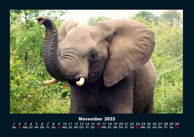 Produktbild: Elefanten 2025 Fotokalender DIN A4
