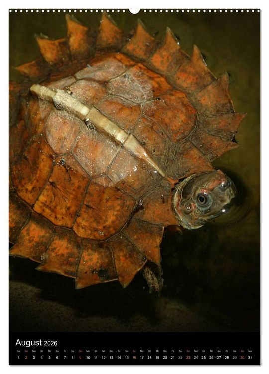 Produktbild: Auge in Auge mit coolen Typen - REPTILIEN (hochwertiger Premium Wandkalender 2026 DIN A2 hoch), Kunstdruck in Hochglanz