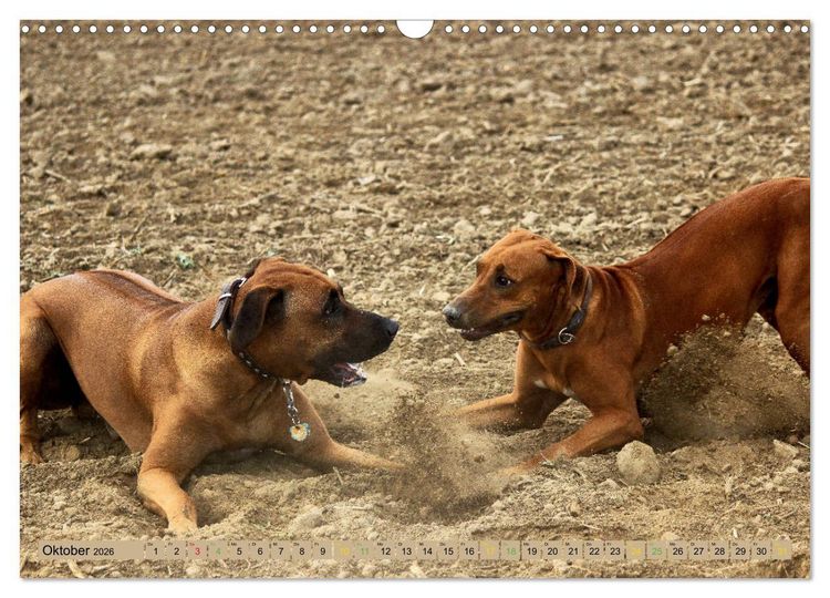 Produktbild: Rhodesian Ridgeback - eine Liebe f&uuml;rs Leben (Wandkalender 2026 DIN A3 quer), CALVENDO Monatskalender