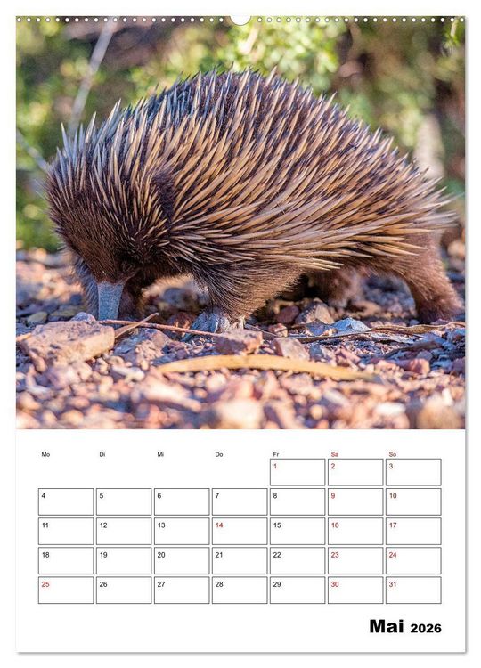 Produktbild: Australiens faszinierende Tierwelt (Wandkalender 2026 DIN A2 hoch), CALVENDO Monatskalender
