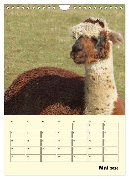 Produktbild: Alpakas erleben (Wandkalender 2026 DIN A4 hoch), CALVENDO Monatskalender