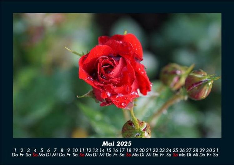 Produktbild: Rosentraum 2025 Fotokalender DIN A5
