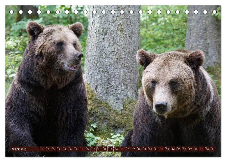 Produktbild: B&auml;ren. Kraftpakete auf leisen Sohlen (Tischkalender 2026 DIN A5 quer), CALVENDO Monatskalender