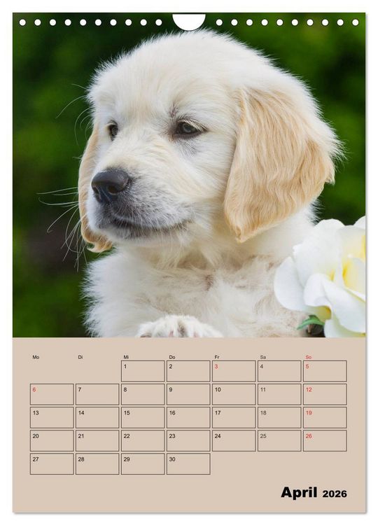 Produktbild: Jahresplaner Golden Retriever Welpen (Wandkalender 2026 DIN A4 hoch), CALVENDO Monatskalender