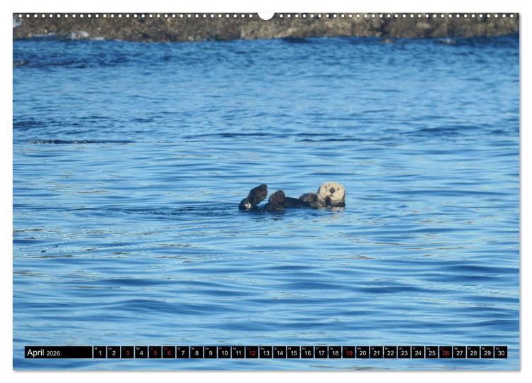 Produktbild: Vancouver - Vancouver Island - Seattle (Wandkalender 2026 DIN A2 quer), CALVENDO Monatskalender
