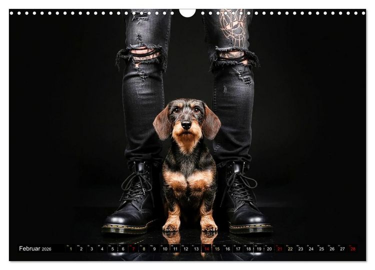Produktbild: Coole Typen - Rauhaardackel (Wandkalender 2026 DIN A3 quer), CALVENDO Monatskalender