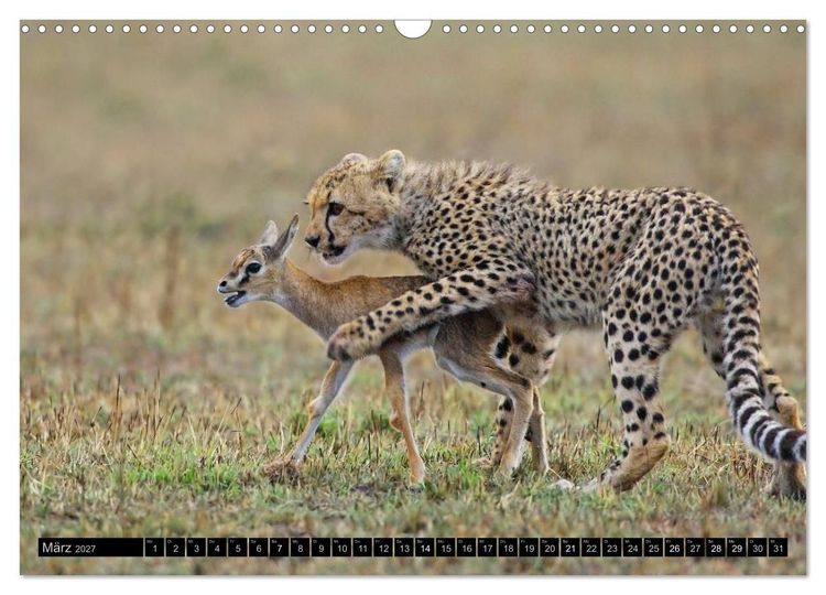 Produktbild: Magie des Augenblicks: Geparde - verschmuste Raubkatzen (Wandkalender 2027 DIN A3 quer), CALVENDO Monatskalender