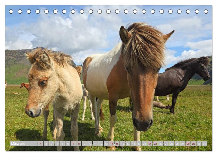 Produktbild: Islandpferde - Die tierischen Stars der Insel (Tischkalender 2026 DIN A5 quer), CALVENDO Monatskalender