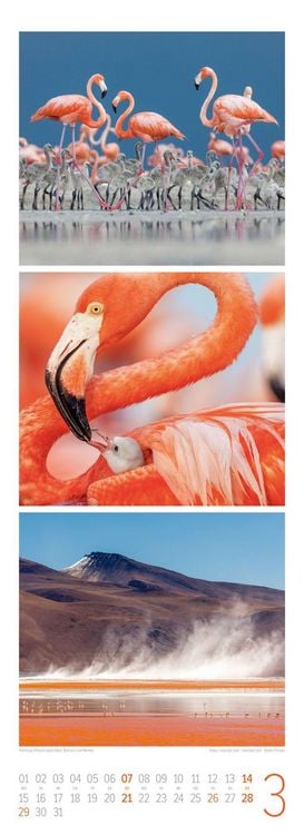 Produktbild: Tierwelten Triplet-Kalender 2027 | Artenvielfalt & Lebensr&auml;ume