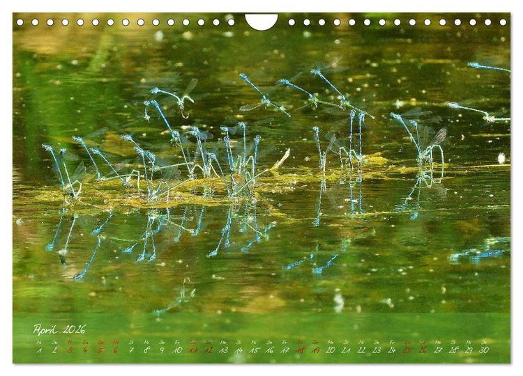 Produktbild: Wilde Toskana - von Ren&eacute; Schaack (Wandkalender 2026 DIN A4 quer), CALVENDO Monatskalender