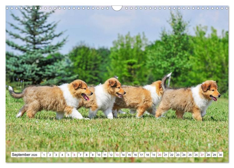 Produktbild: Colliewelpen - kleine Collies erobern die Welt (Wandkalender 2026 DIN A3 quer), CALVENDO Monatskalender
