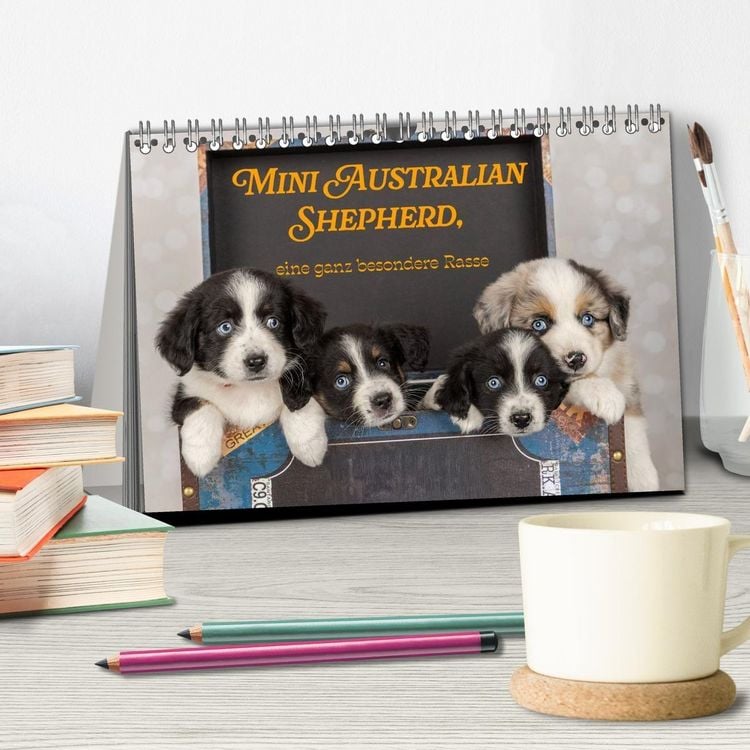 Produktbild: Mini Australian Shepherd, eine ganz besondere Rasse (Tischkalender 2027 DIN A5 quer), CALVENDO Monatskalender