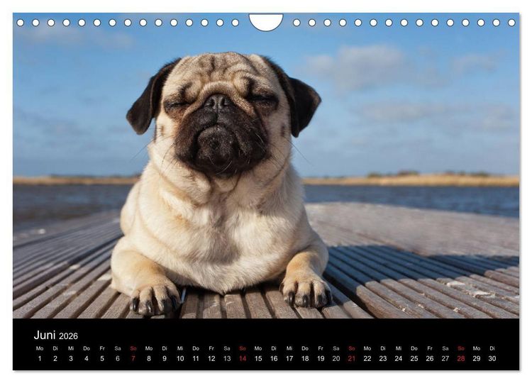 Produktbild: Mops 2026 (Wandkalender 2026 DIN A4 quer), CALVENDO Monatskalender