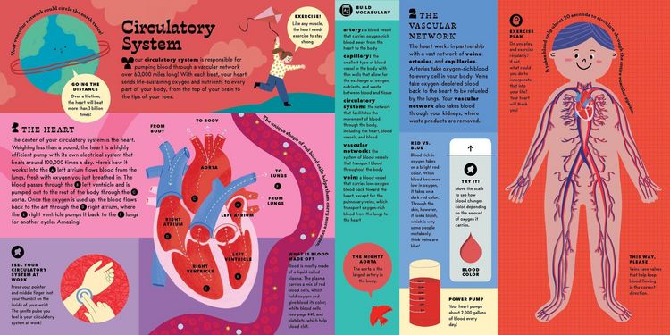 Produktbild: The Interactive Human Body
