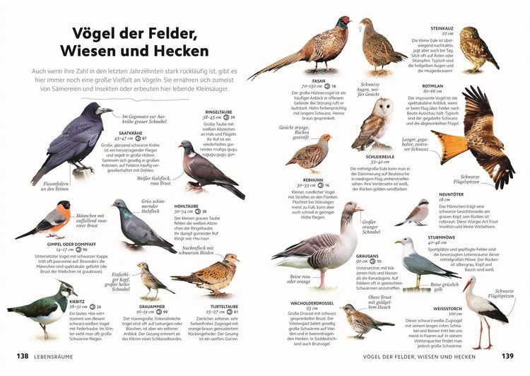 Produktbild: V&ouml;gel beobachten und ihre Lebensr&auml;ume kennenlernen