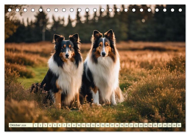 Produktbild: Traumhund Collie (Tischkalender 2026 DIN A5 quer), CALVENDO Monatskalender