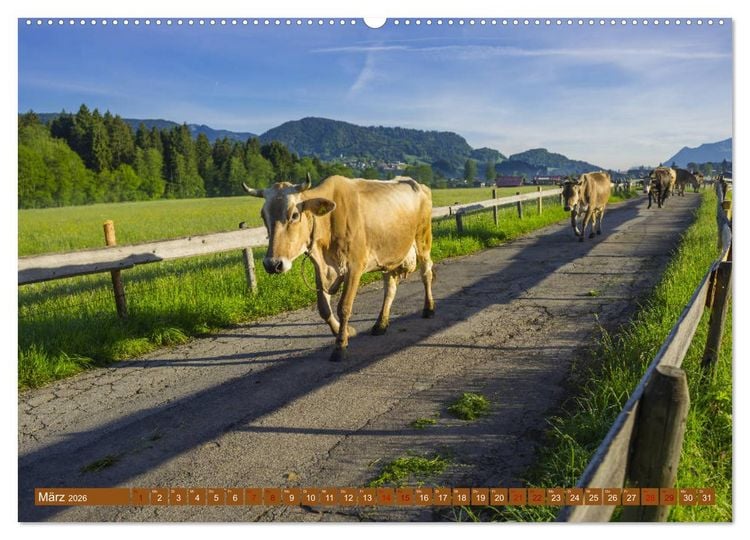 Produktbild: Allg&auml;uer Sch&ouml;nheiten Allg&auml;u - Land der K&uuml;he (hochwertiger Premium Wandkalender 2026 DIN A2 quer), Kunstdruck in Hochglanz