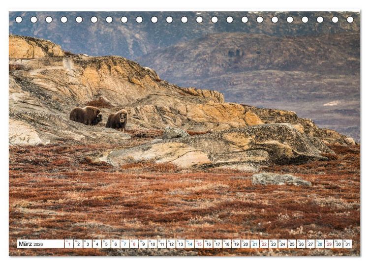Produktbild: Scoresbysund - Sommer im gr&ouml;&szlig;ten und l&auml;ngsten Fjordsystem der Welt (Tischkalender 2026 DIN A5 quer), CALVENDO Monatskalender